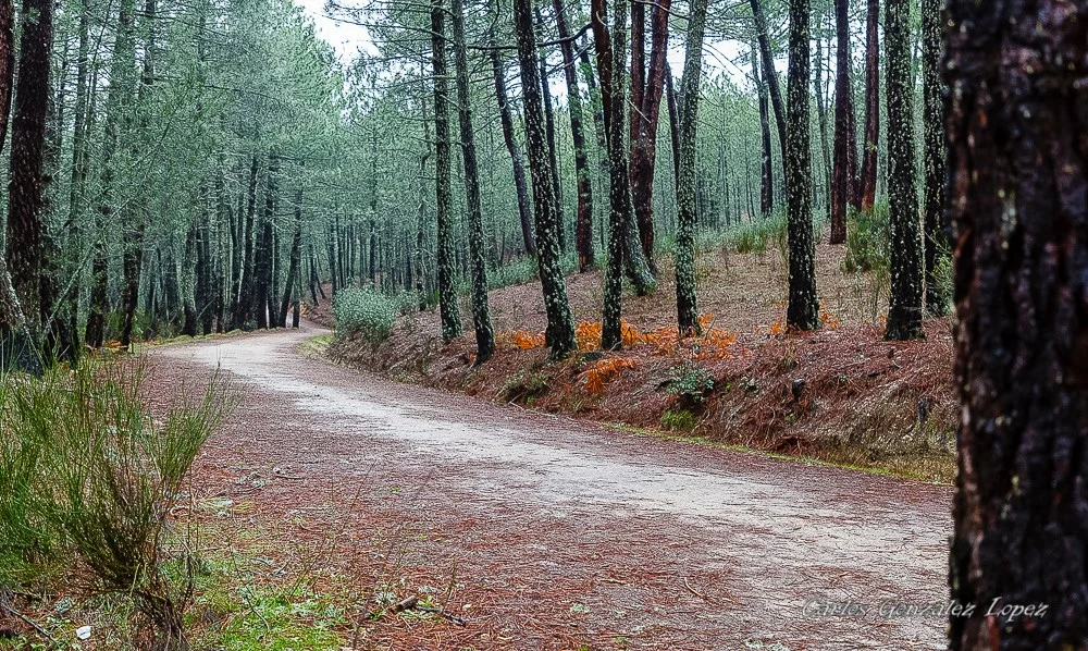 El Bosque Plateado
