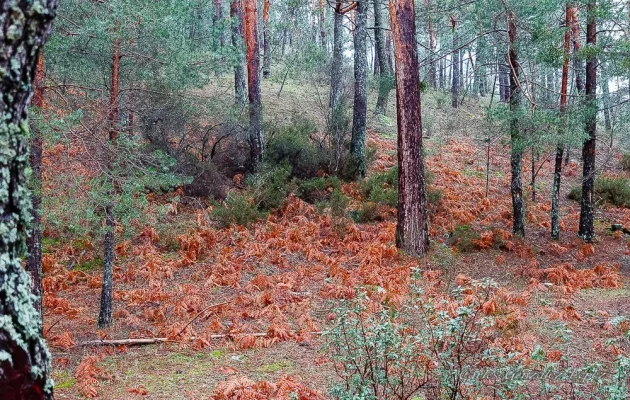 El Bosque Plateado