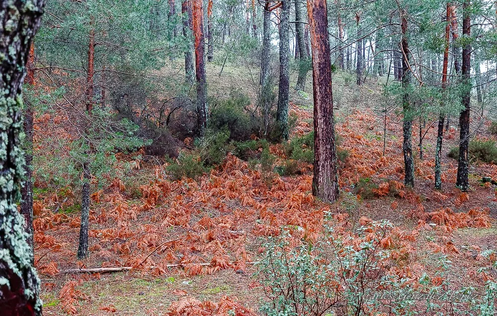El Bosque Plateado