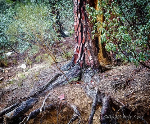 El Bosque Plateado