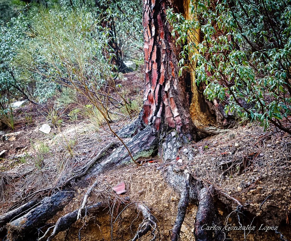 El Bosque Plateado