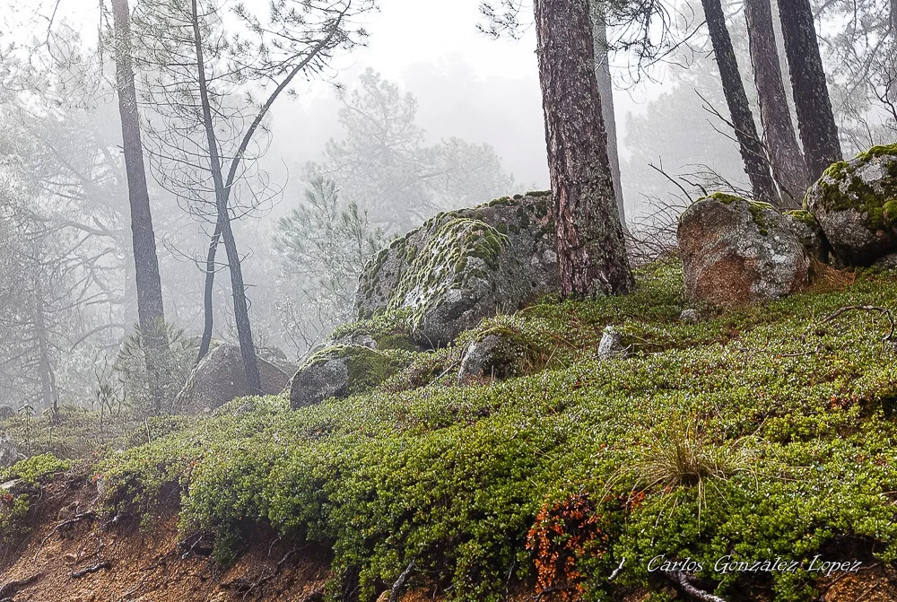El Bosque Plateado