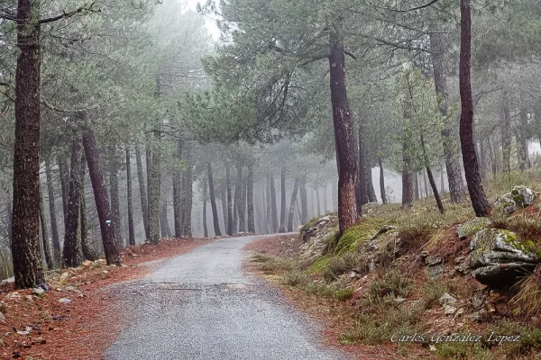 El Bosque Plateado