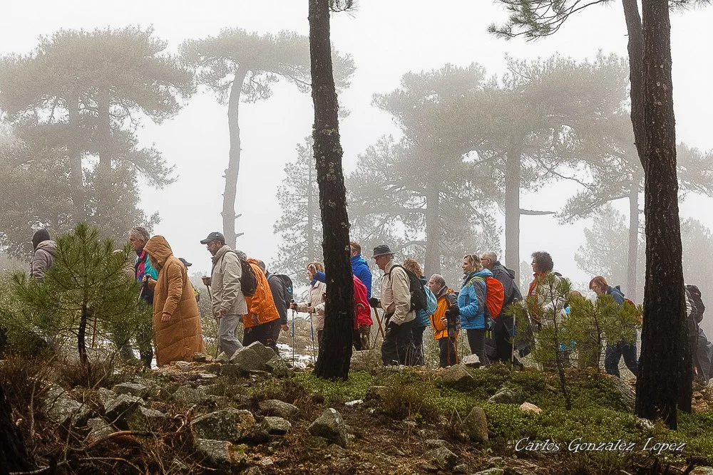 El Bosque Plateado