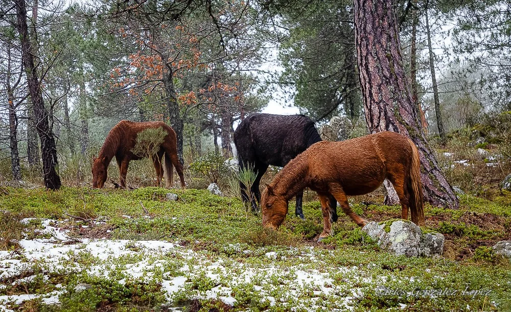El Bosque Plateado
