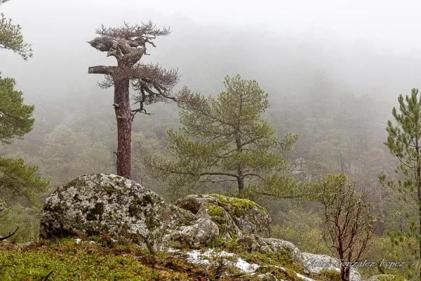 El Bosque Plateado