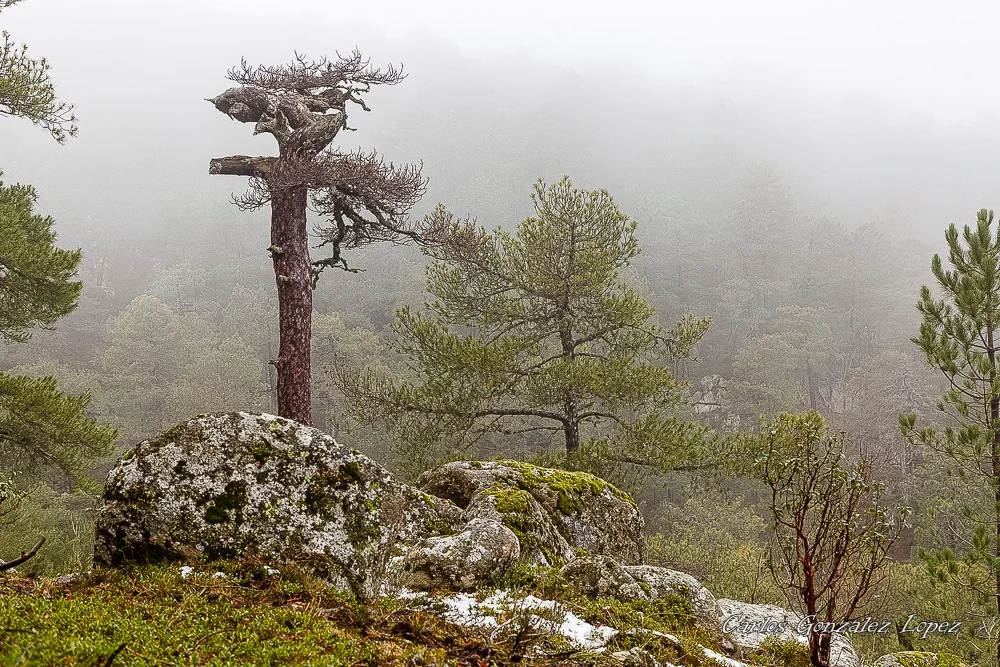 El Bosque Plateado