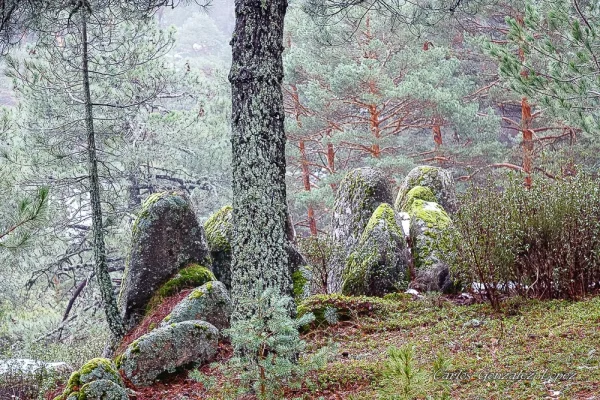 El Bosque Plateado