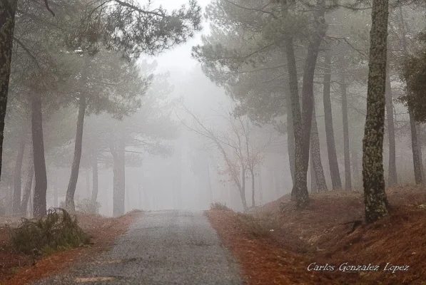 El Bosque Plateado