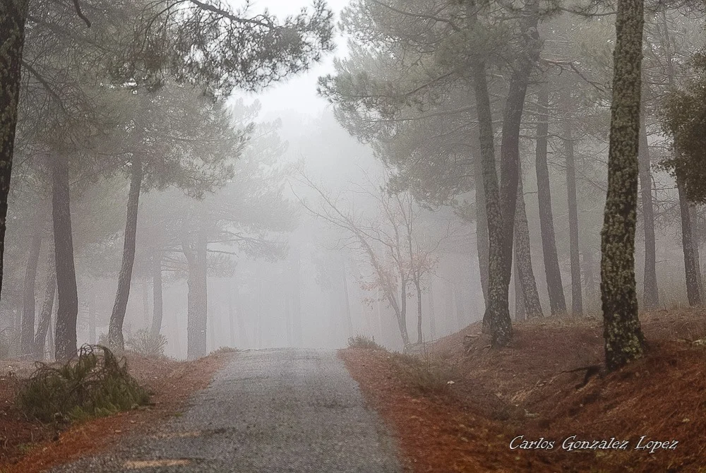 El Bosque Plateado