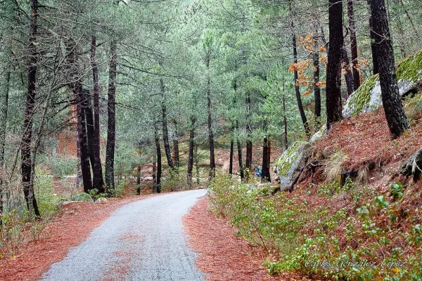 El Bosque Plateado