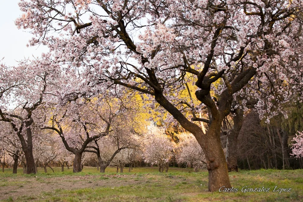 Parque Quinta de los Molinos