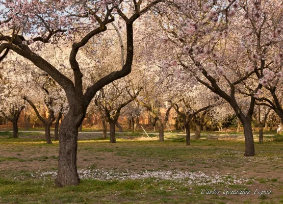Parque Quinta de los Molinos