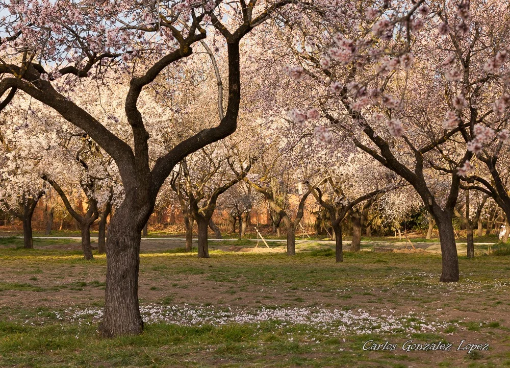 Parque Quinta de los Molinos