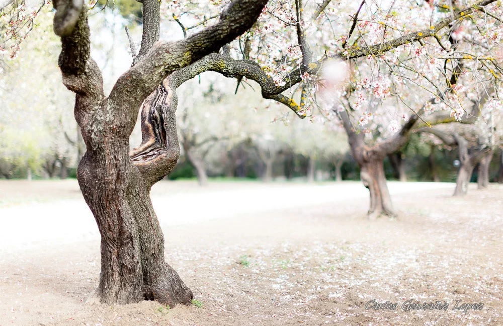 Parque Quinta de los Molinos