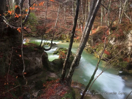 Selva de Irati