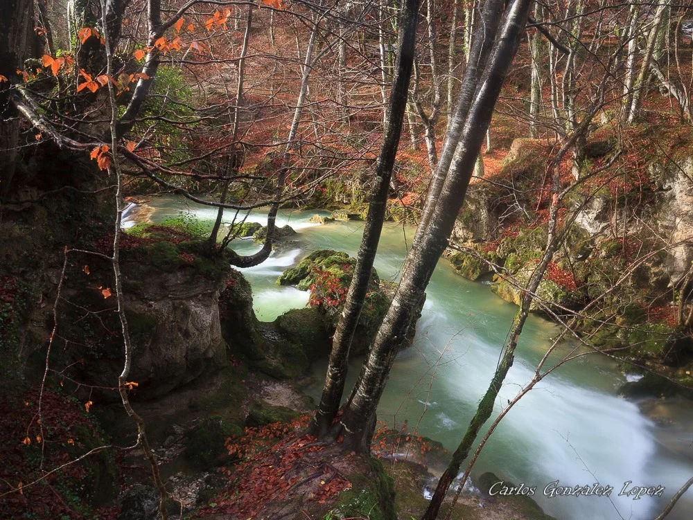 Selva de Irati