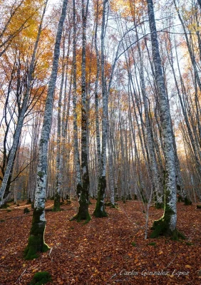 Selva de Irati