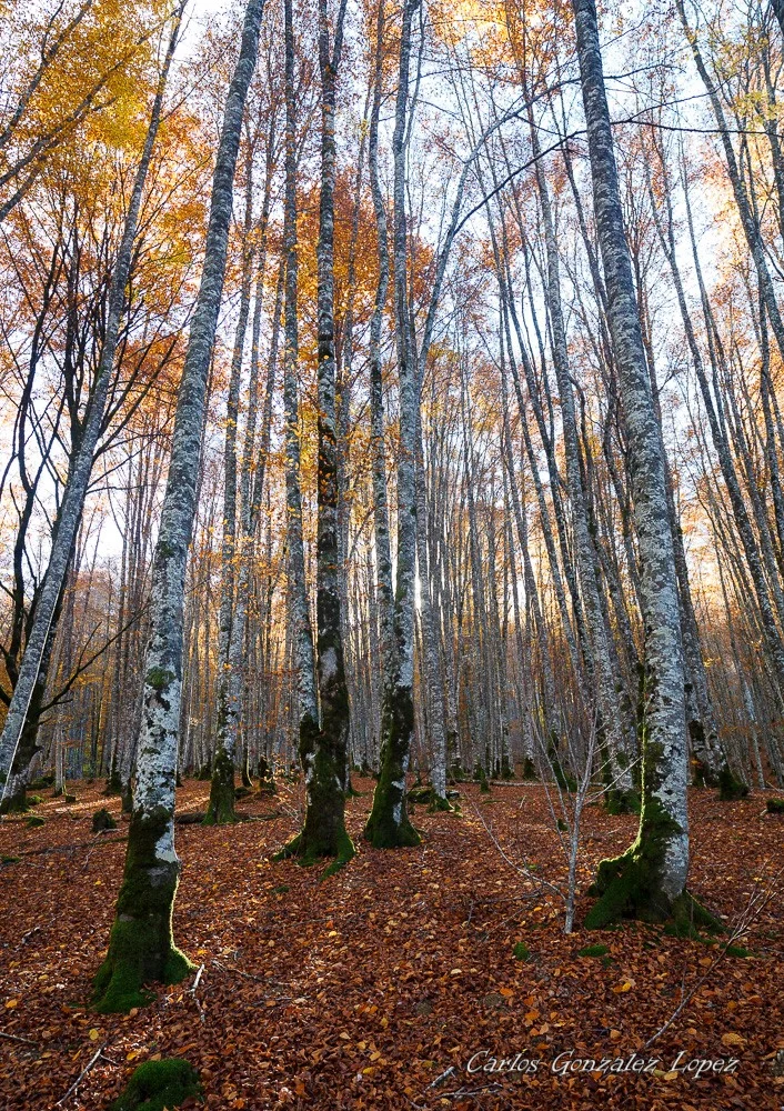 Selva de Irati