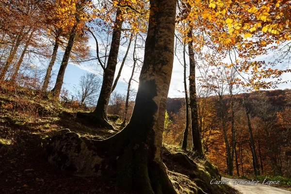 Selva de Irati