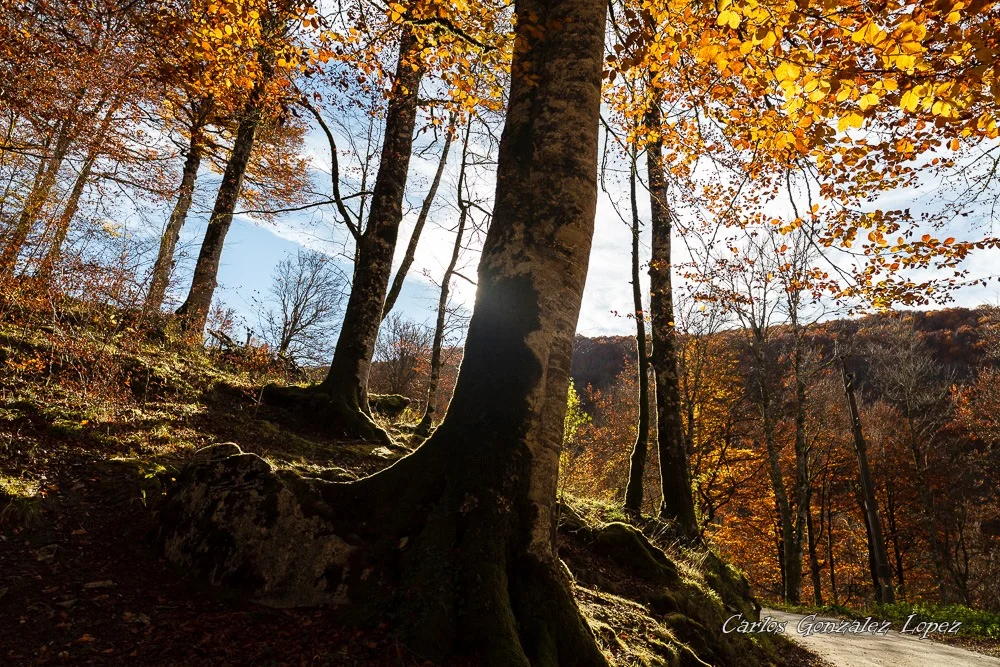 Selva de Irati