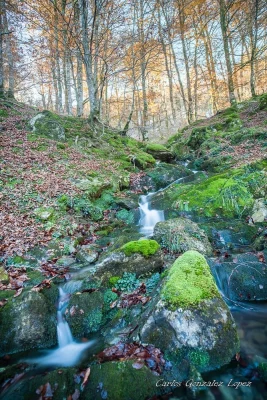 Selva de Irati