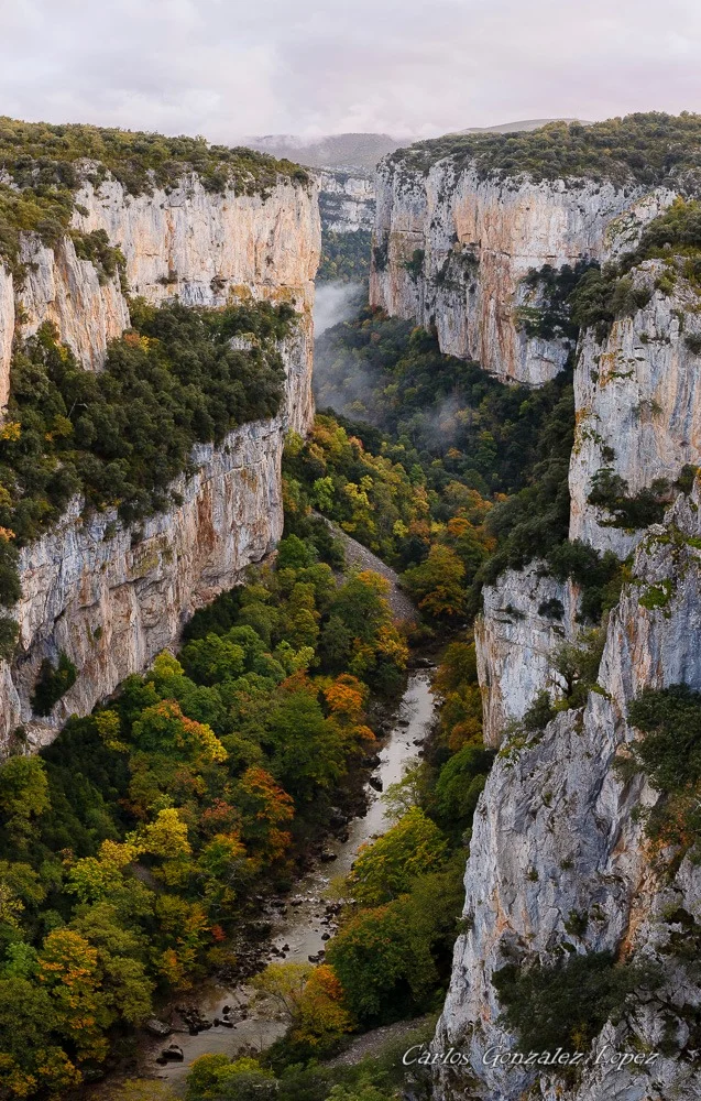 Selva Irati y Pamplona