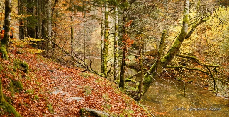 Selva Irati y Pamplona