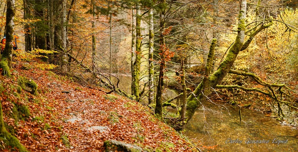 Selva Irati y Pamplona