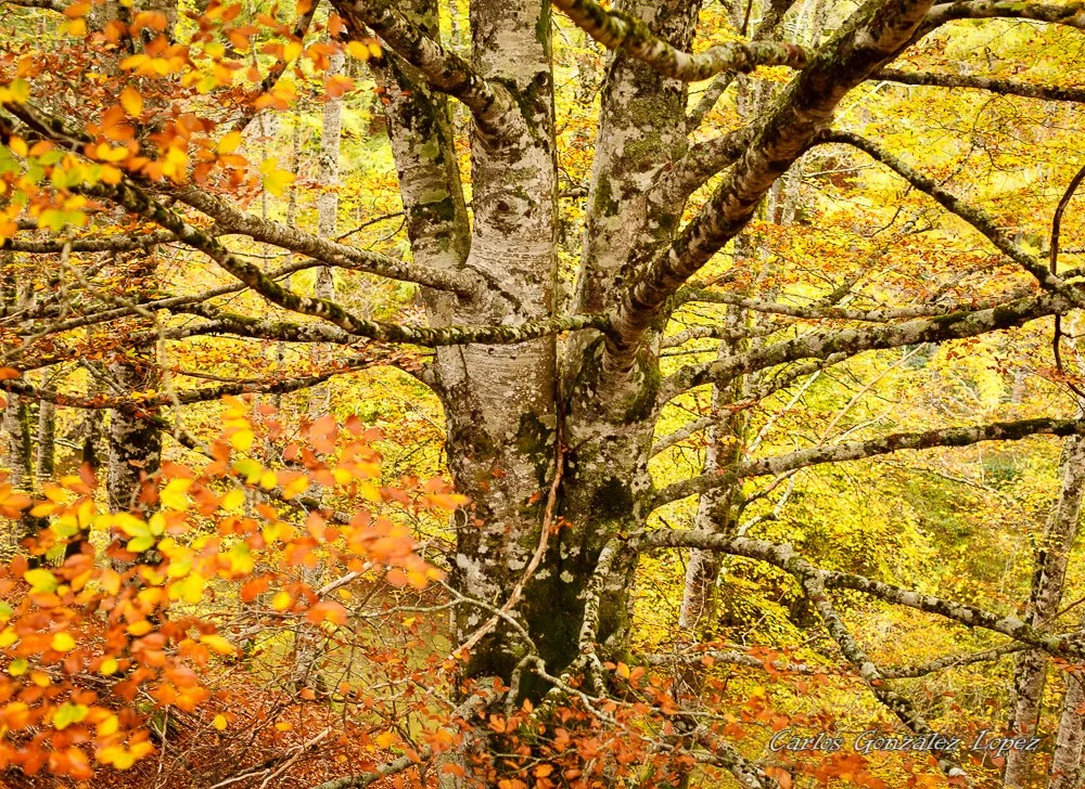Selva Irati y Pamplona