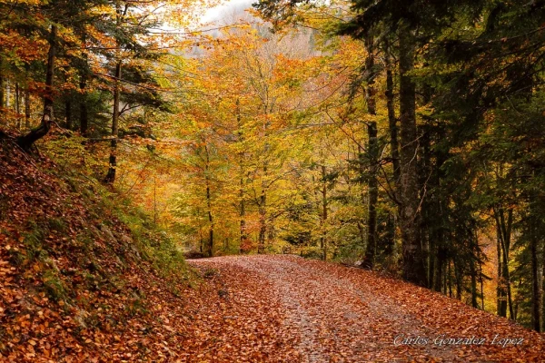Selva Irati y Pamplona