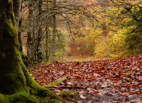 Selva Irati y Pamplona