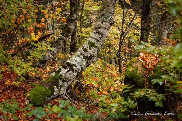 Selva Irati y Pamplona