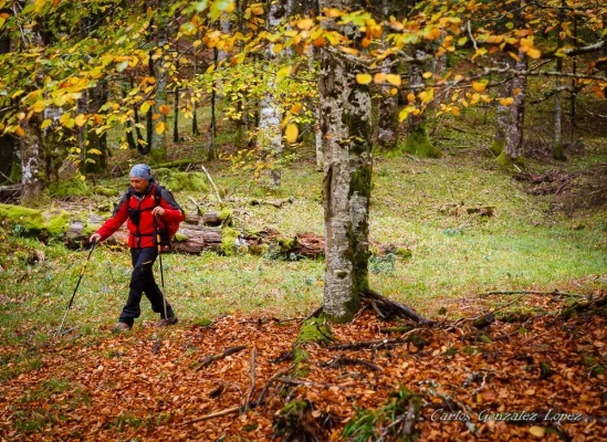 Selva Irati y Pamplona