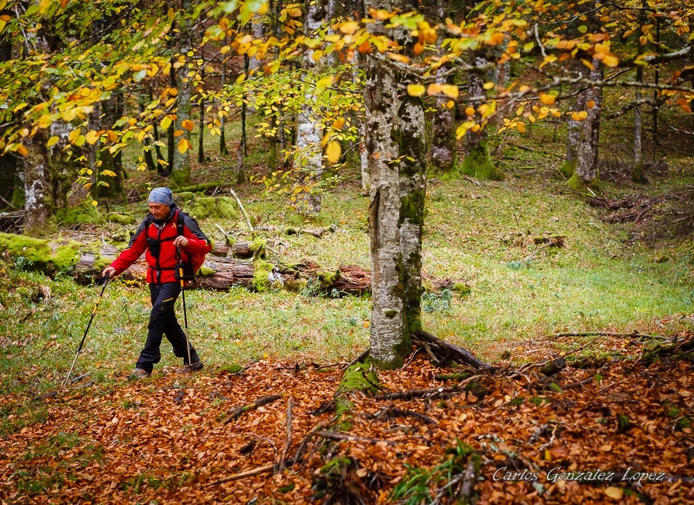 Selva Irati y Pamplona