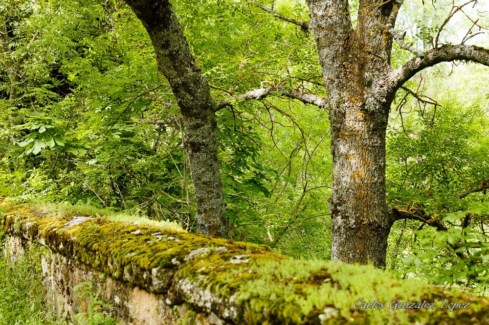 Ruta Pesquerias Reales